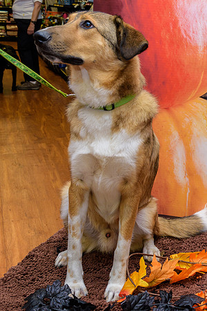 CCRT-PV-OCT-55
