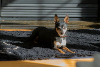Chi Chi-2