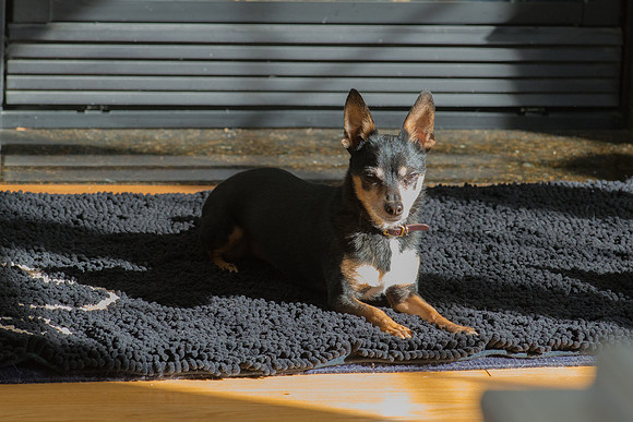 Chi Chi-2