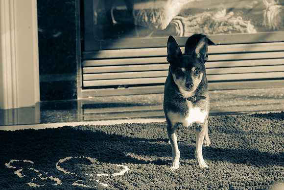 Chi Chi-1