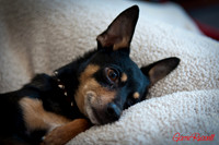 Our Chi Chi's
